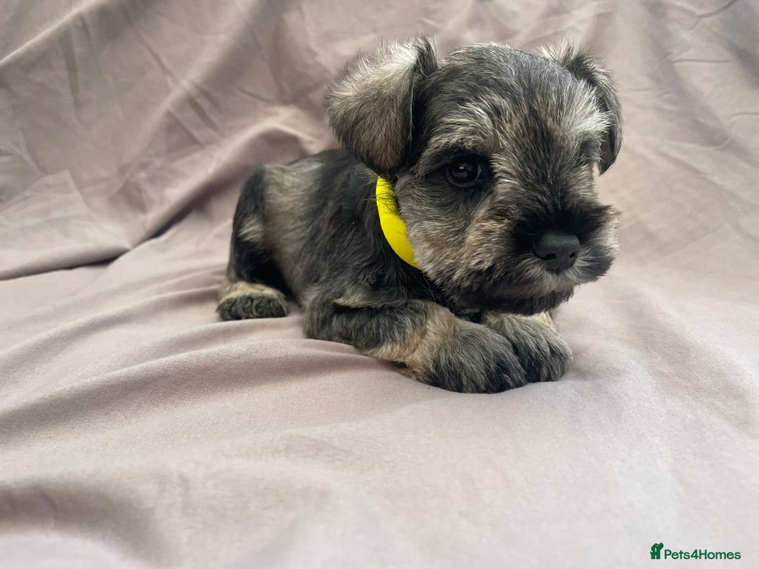 Miniature Schnauzer dogs for sale: miniature schnauzer  - Advert 3