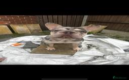 French Bulldog dogs for sale: 2 French bulldog pups.  1 boy & 1 girl.  - Image 24