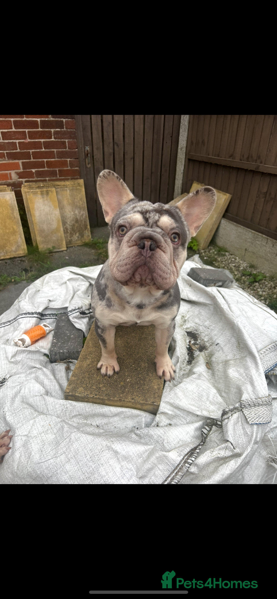 French Bulldog dogs for sale: 2 French bulldog pups.  1 boy & 1 girl.  - Image 24