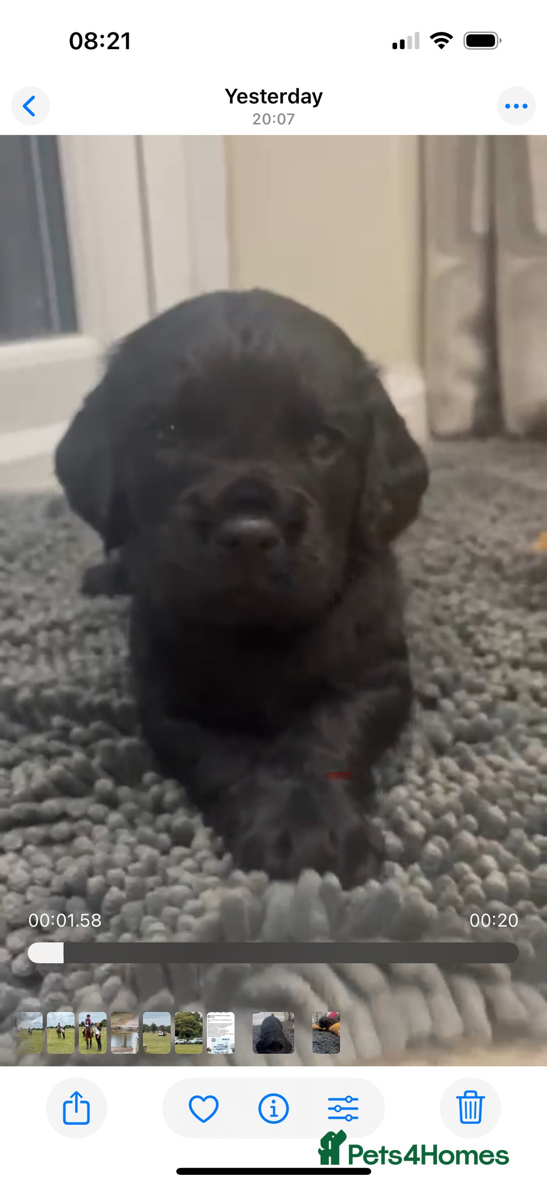 Sprocker dogs for sale: Cheshire Sprocker Pups from Working Parents - Image 1