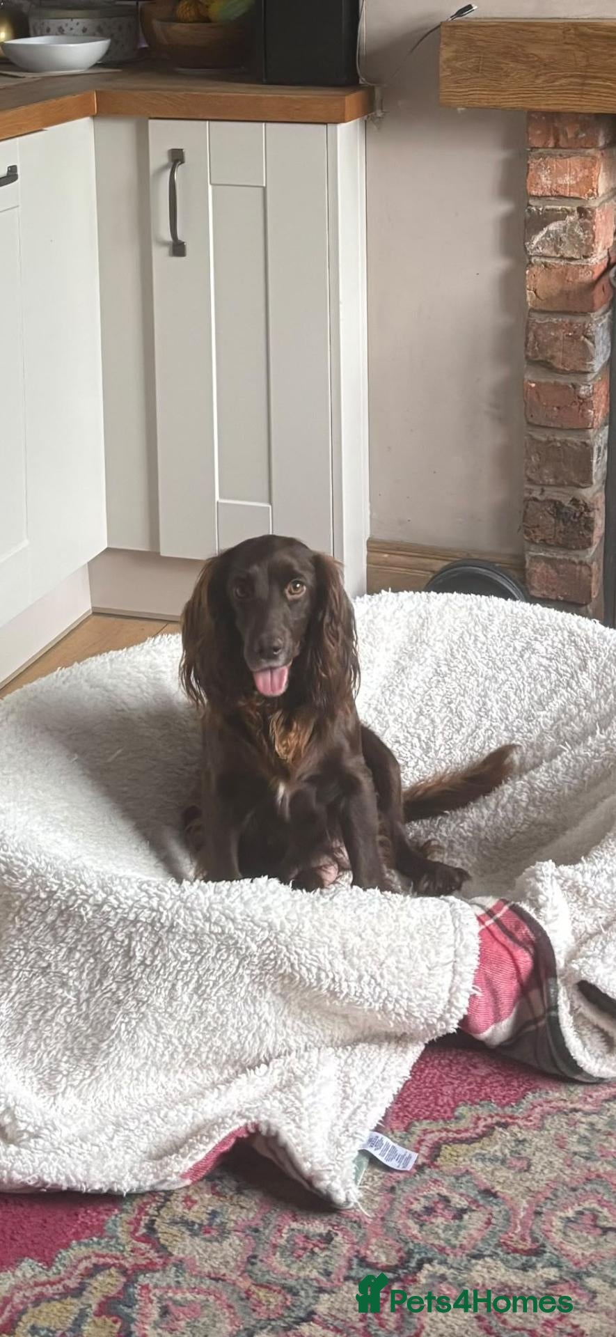 Cocker Spaniel dogs Beautiful KC registered Working Cocker Spaniel - Advert 1