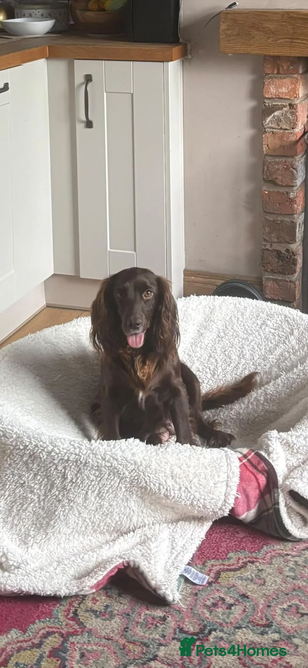 Cocker Spaniel dogs for sale: Beautiful KC registered Working Cocker Spaniel - Advert 1