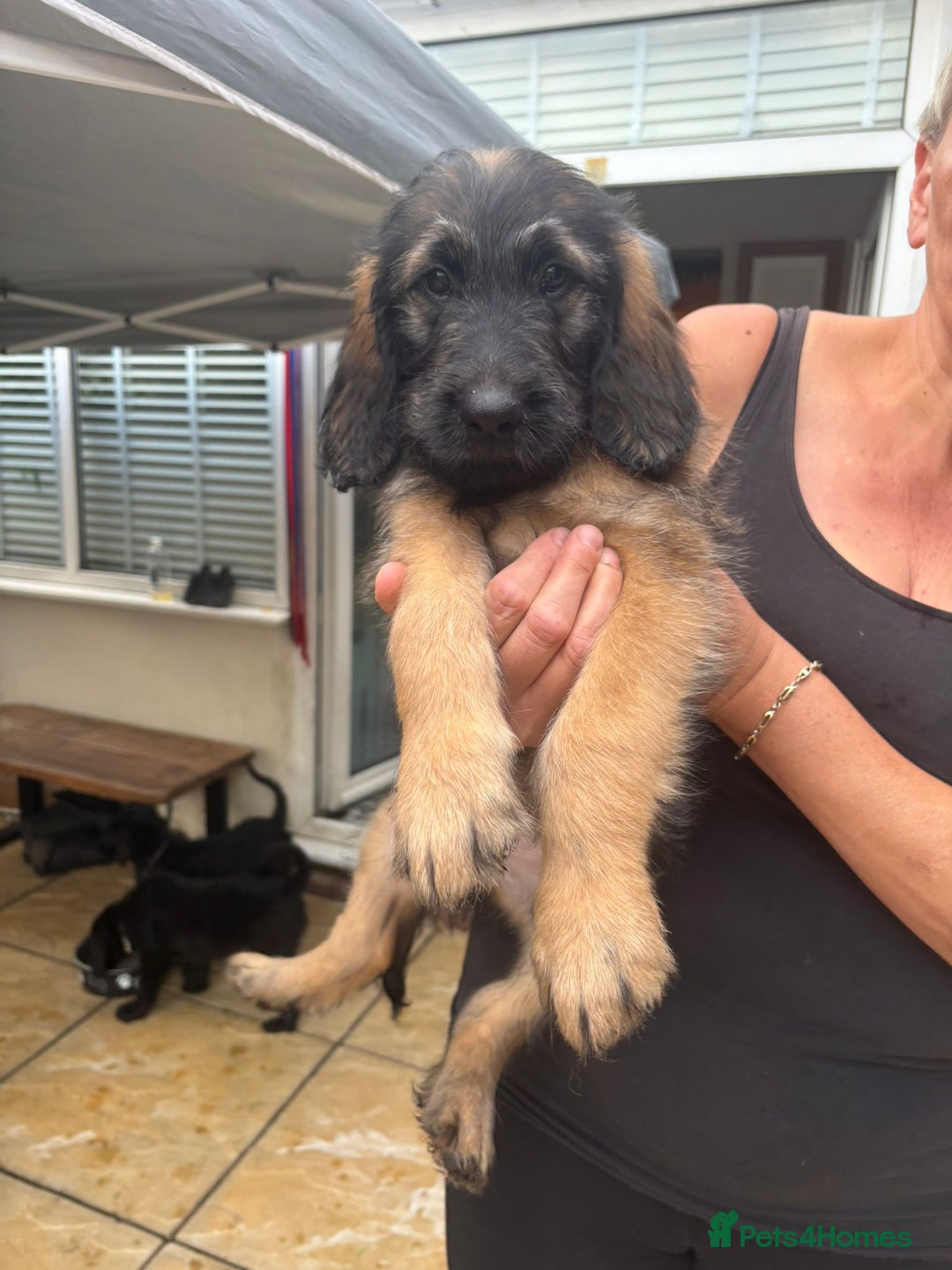 Goldendoodle dogs for sale: MultiGen Goldendoodles  - Image 31