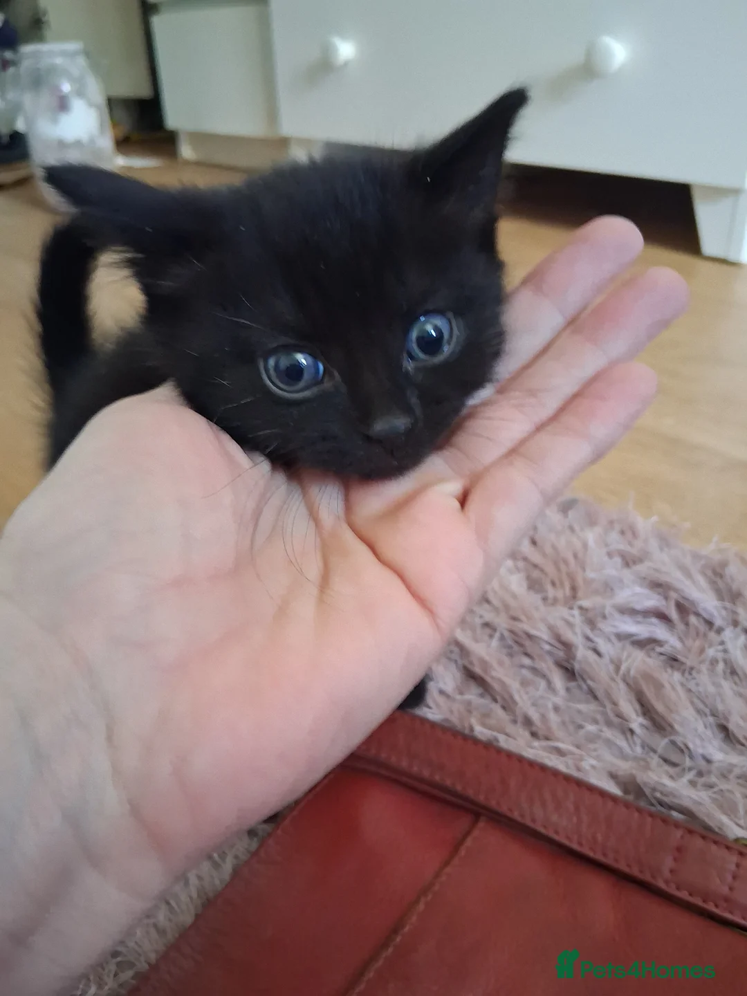 Mixed Breed cats for sale: Adorable super friendly kittens in Weston-super-Mare - Advert 1