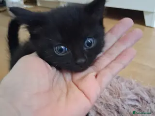 Mixed Breed cats Adorable super friendly kittens - Advert 3