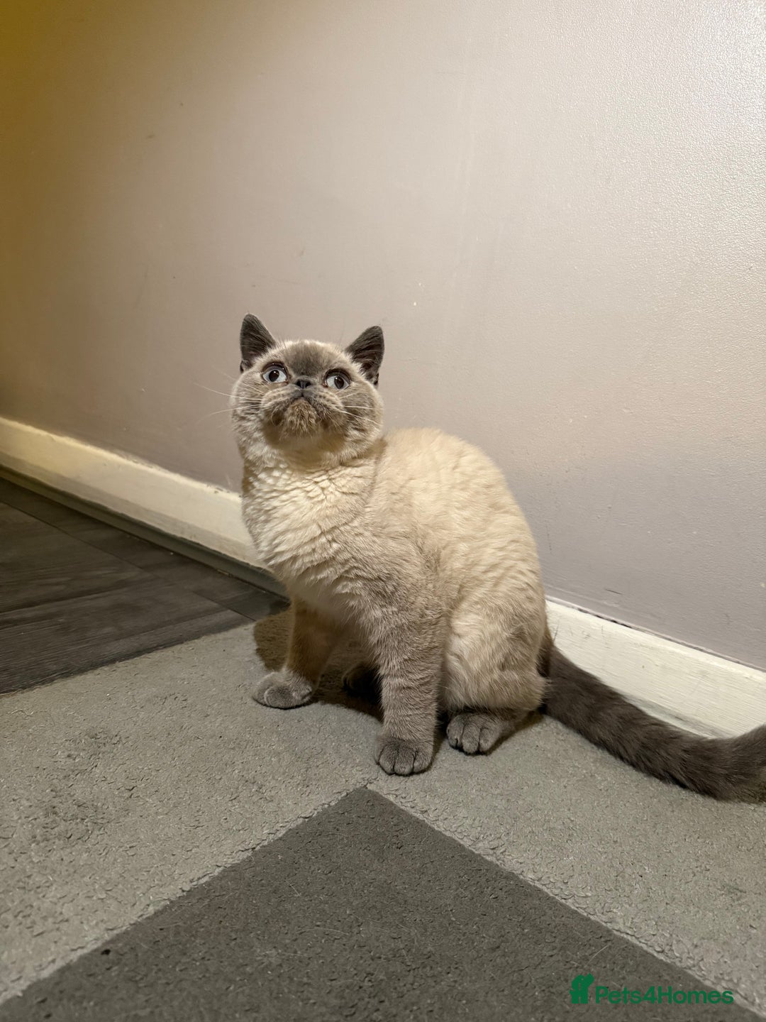 British Shorthair cats for sale: Male British shorthair for sale!  - Image 3