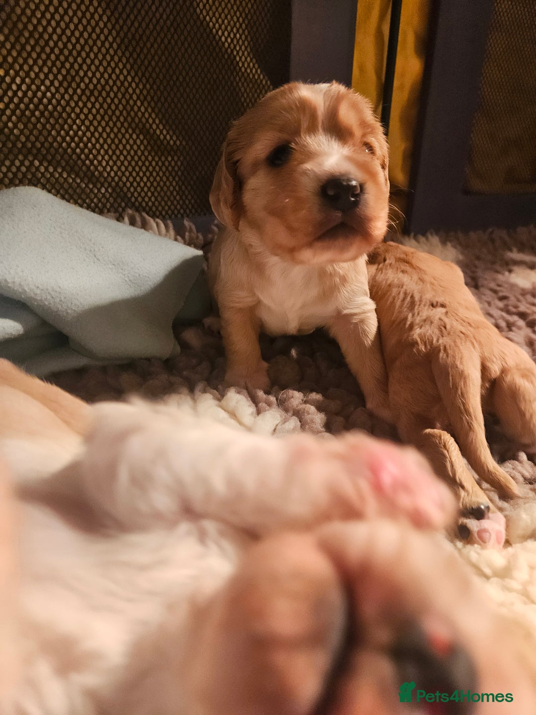 Mixed Breed dogs for sale: Cavapoo girl Ready for forever home - Advert 32