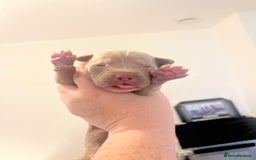 Mixed Breed dogs for sale: Cane corso x staff - Image 10