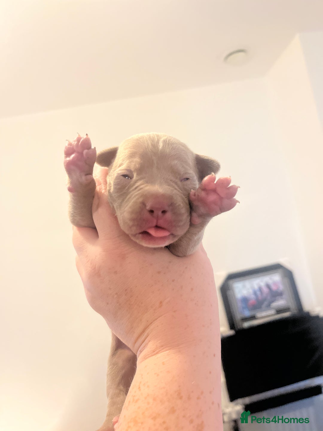 Mixed Breed dogs for sale: Cane corso x staff - Image 10