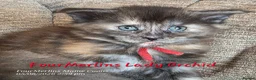 Maine Coon cats for sale: Gorgeous TICA registered Maine Coon Kittens - Advert 5
