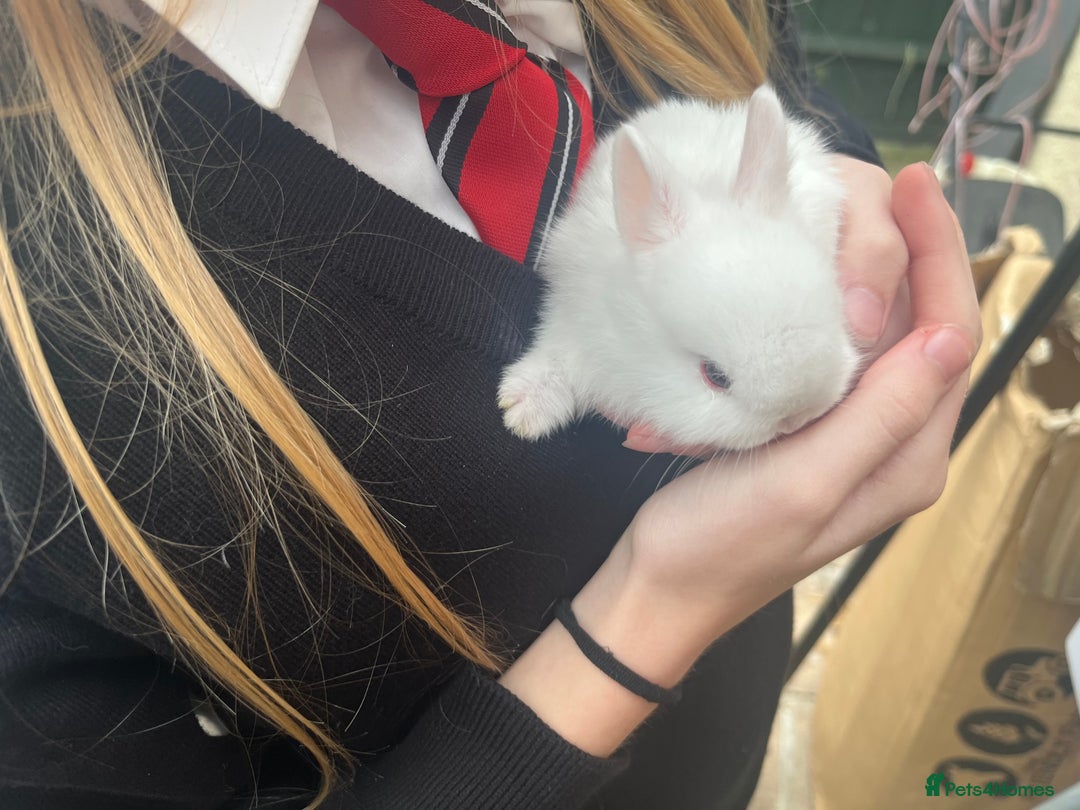 Netherland Dwarf rabbits for sale: Dwarf Bunnies - Image 5