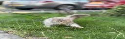 Maine Coon cats for sale: 4 adults Maine Coon - Advert 16