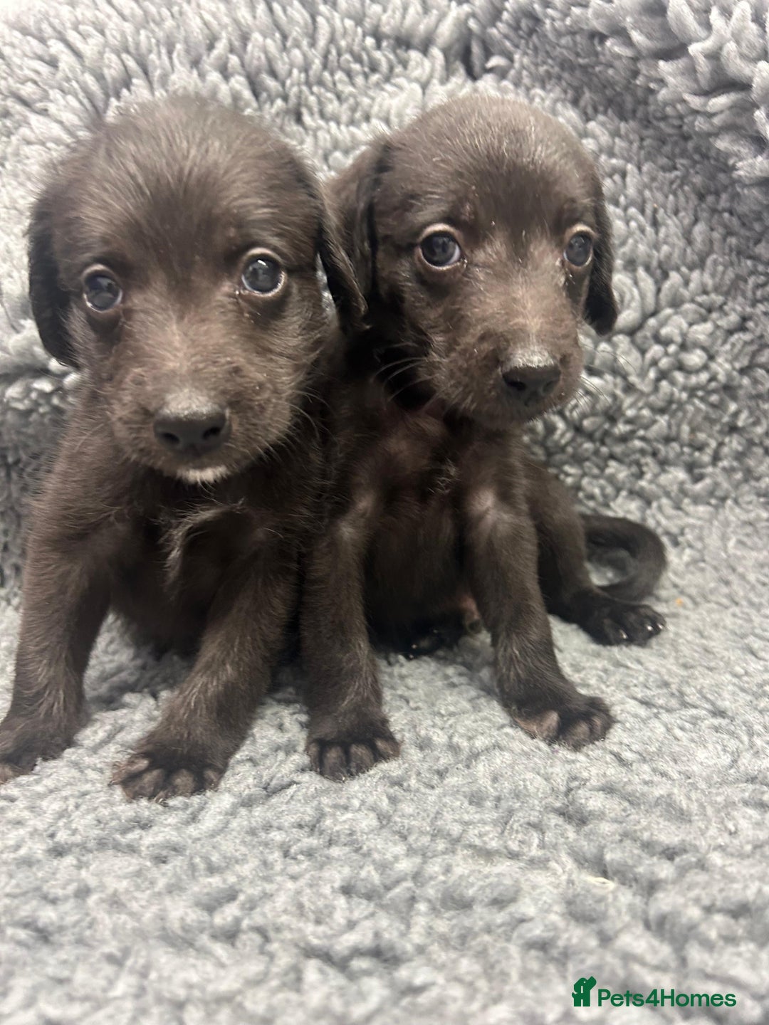 Mixed Breed dogs for sale: GENUINE BEDDY WHIPPETS 2 BOYS LEFT - Advert 1