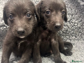 Mixed Breed dogs GENUINE BEDDY WHIPPETS 2 BOYS LEFT - Advert 5