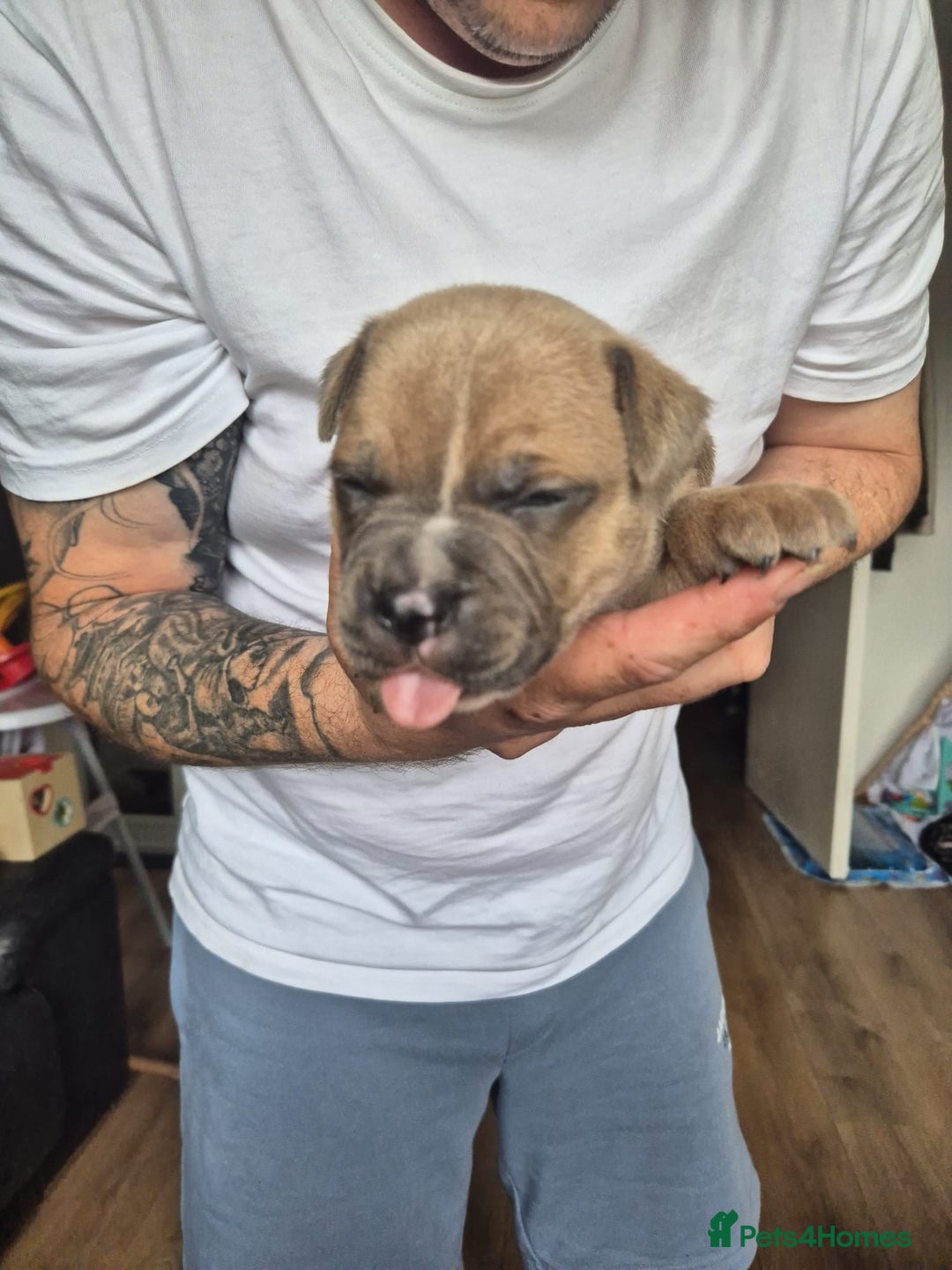 Staffordshire Bull Terrier dogs for sale: KC REG STAFFORDSHIRE BULL TERRIER PUPS - Image 9