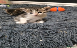 Bengal cats for sale: Bengal x tabby kittens - Image 5
