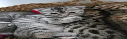 Bengal cats for sale: Beautiful Snow Bengal X Scottish Fold Kittens - Advert 7
