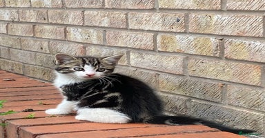 British Longhair cats - Advert 4