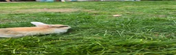 Mini Lop rabbits for sale: Jozsef - Advert 5