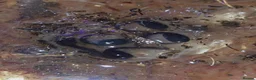 Frog reptiles for sale: Dendrobates tinctorius Azules Dart Frog Tadpoles - Advert 10