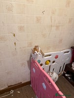 Maine Coon cats - Advert 2