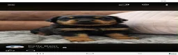 Rottweiler dogs for sale: Long haired Rottweilers  - Advert 23