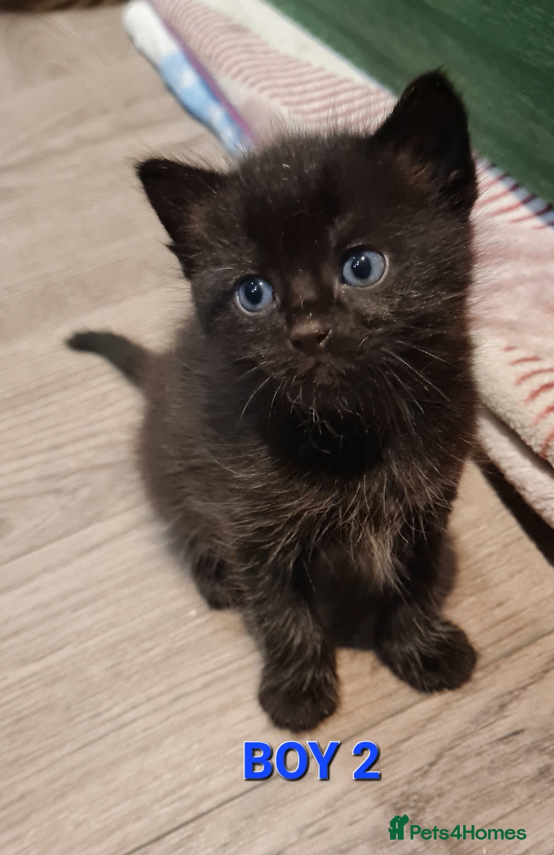 Mixed Breed cats for sale: Mix Ragdoll - Advert 7