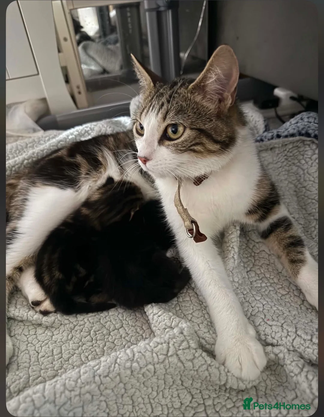 Mixed Breed cats for sale: 3 beautiful boys  - Advert 2