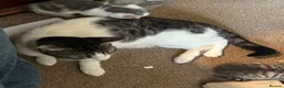 Mixed Breed cats for sale: Gorgeous litter of playful kittens - Advert 3