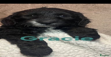 Cockapoo dogs Adorable cockapoo puppies LAST 2 remaining -  - Advert 3