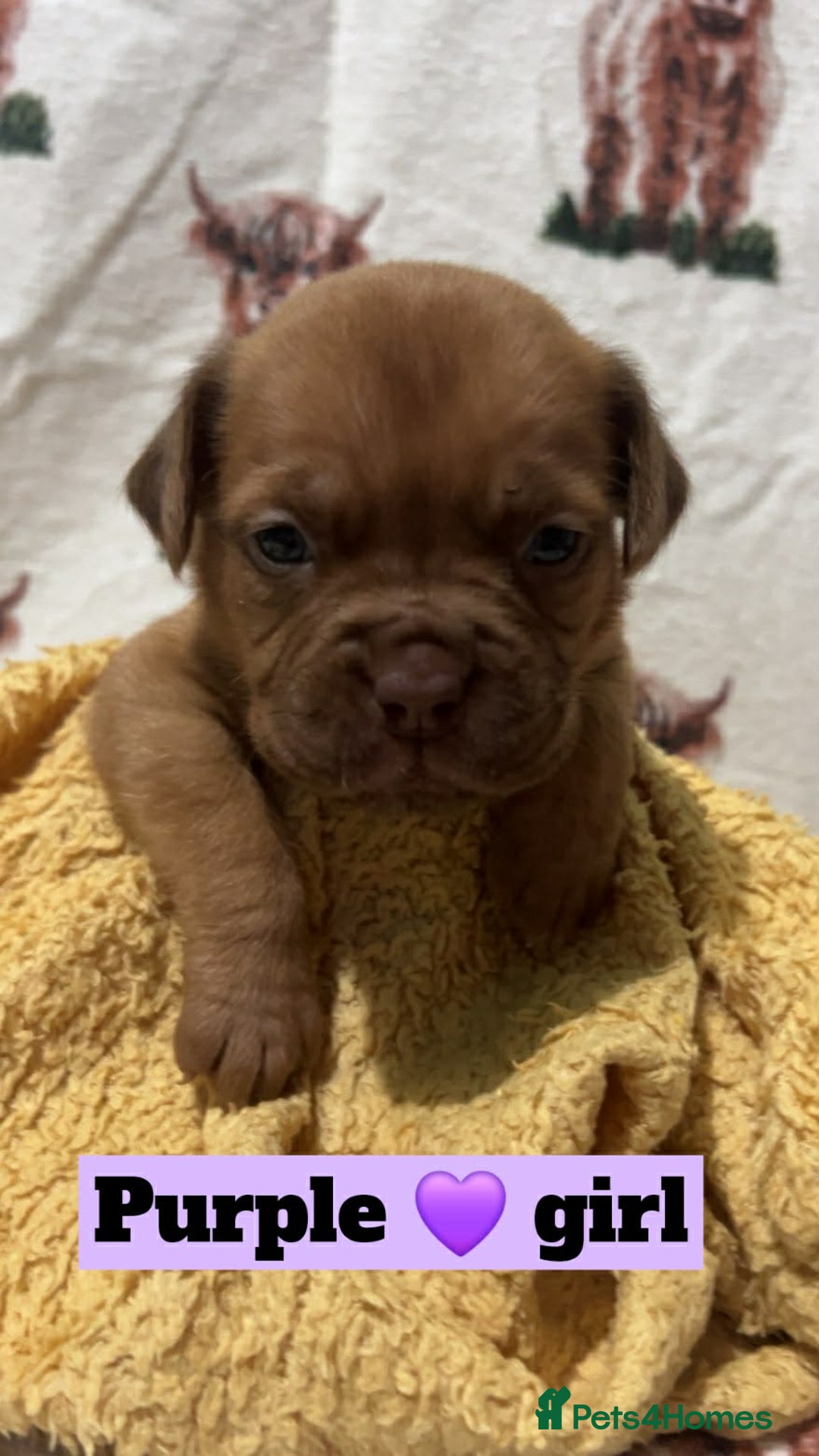 Dogue De Bordeaux dogs for sale: Hunter Bordeaux Puppies - Advert 3