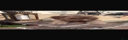 Shih Tzu dogs for stud:  half imperial Shih Tzu liver chocolatee - Advert 3