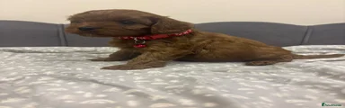Cavapoo red collar 