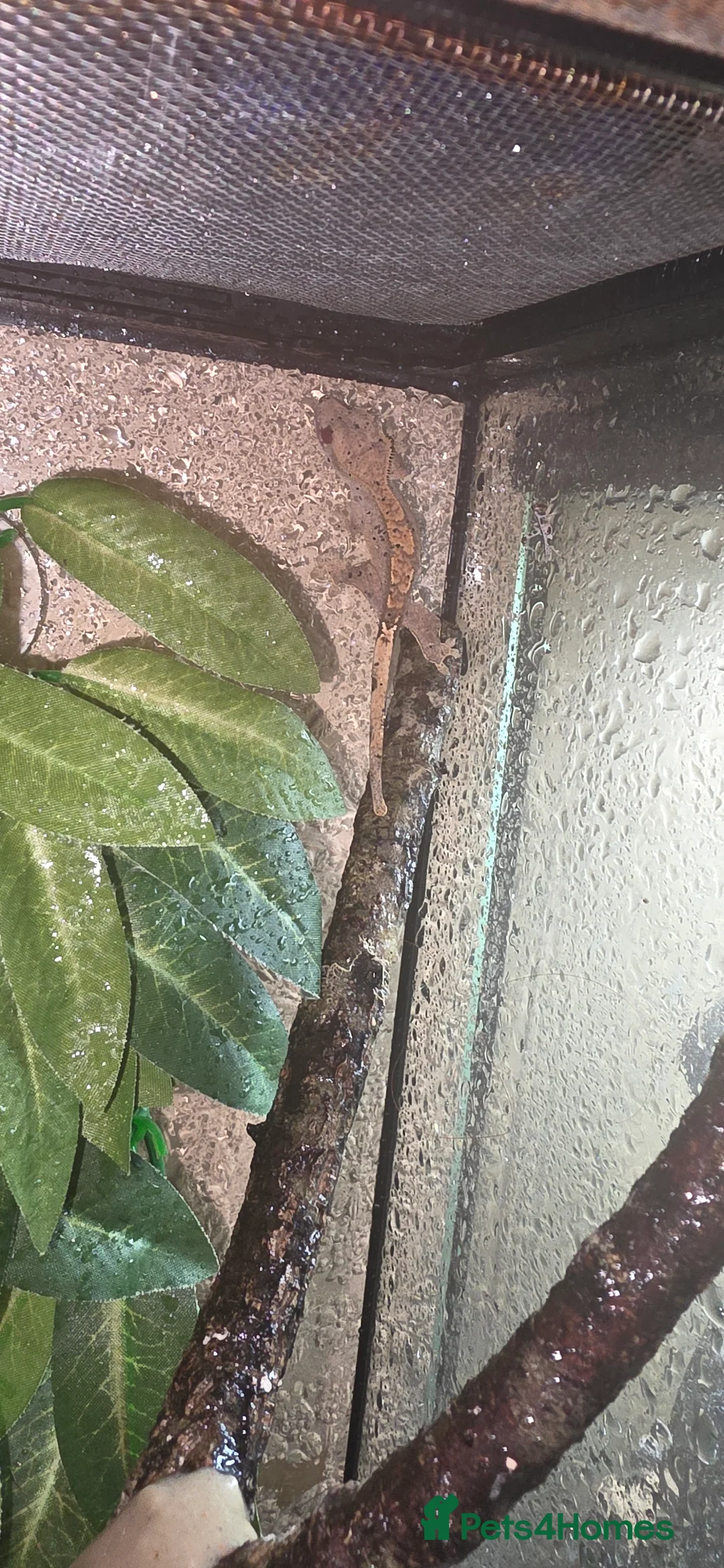 Gecko reptiles for sale: 2 baby crested geckos  - Advert 5