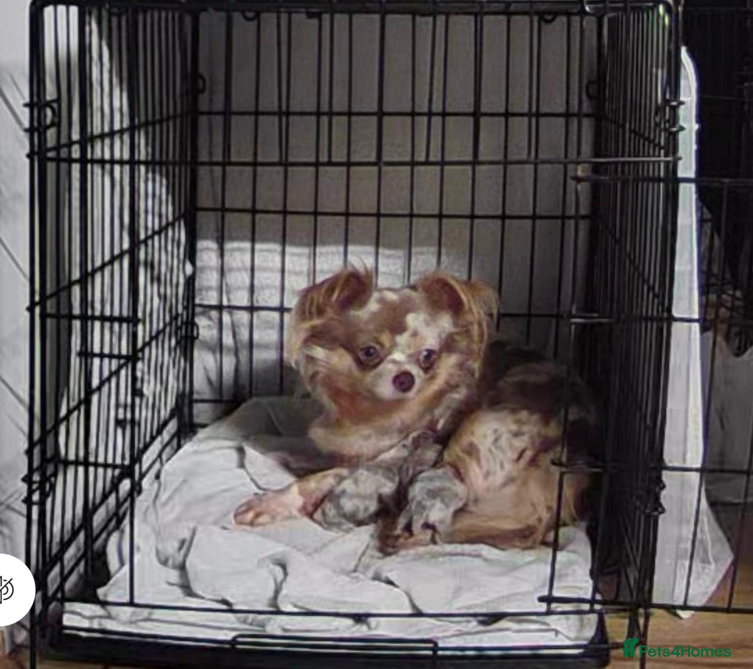 Chihuahua dogs Show stopper’s lilac and lilac merle puppy’s  in Pembroke - Advert 3