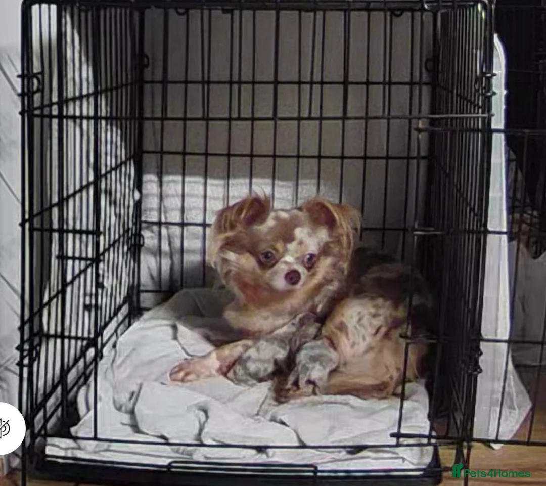 Chihuahua dogs for sale: Show stopper’s lilac and lilac merle puppy’s  in Pembroke - Advert 1