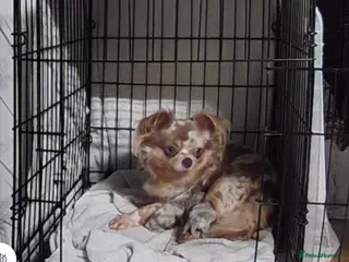 Chihuahua dogs Show stopper’s lilac and lilac merle puppy’s in Pembroke - Advert 1