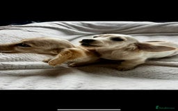 Miniature Dachshund dogs for sale: ♦️Mixed Cream Litter 🐶🌟 - Image 2