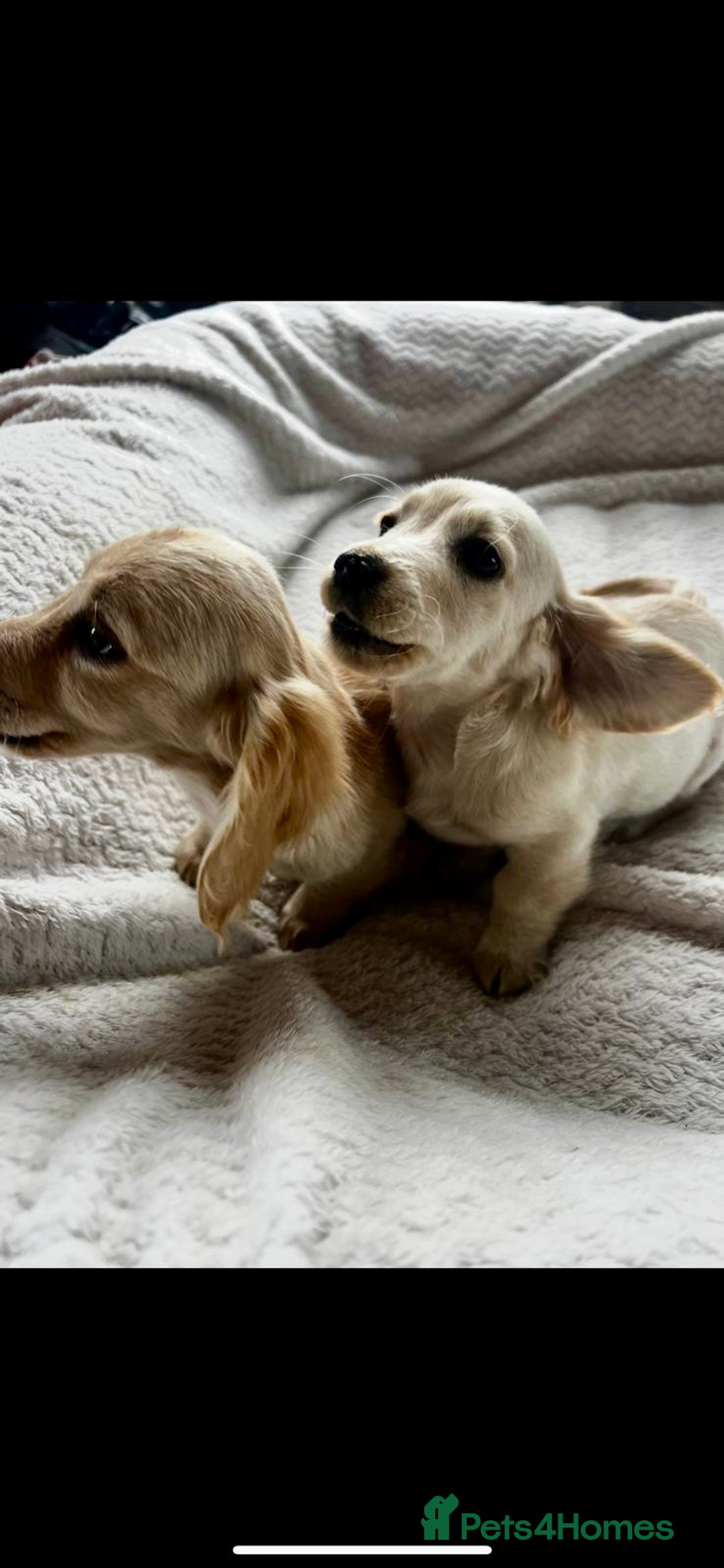 Miniature Dachshund dogs for sale: ♦️Mixed Cream Litter 🐶🌟 - Image 2