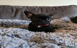 French Bulldog dogs for sale: 5 Beautiful French bulldogs - Image 20