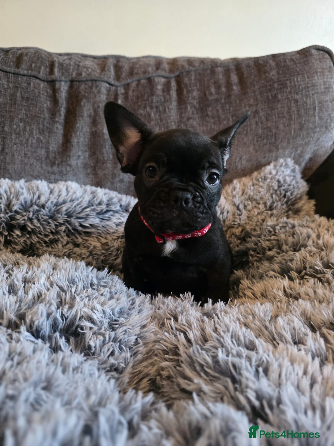French Bulldog dogs for sale: 5 Beautiful French bulldogs - Image 20