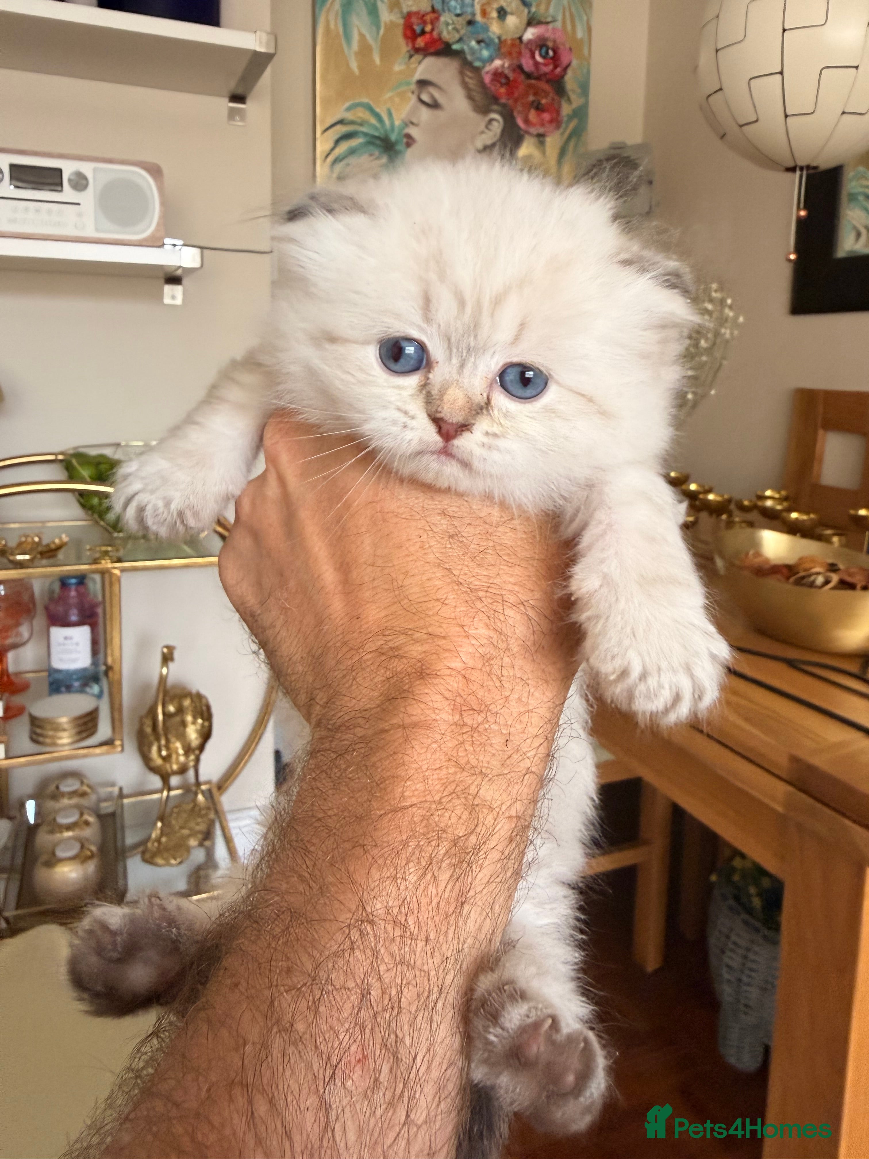 British Longhair cats for sale: Beautiful rainbow litter now available to reserve - Advert 32
