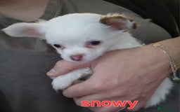 Chihuahua dogs for sale: Chihuahuas puppy's   - Image 16