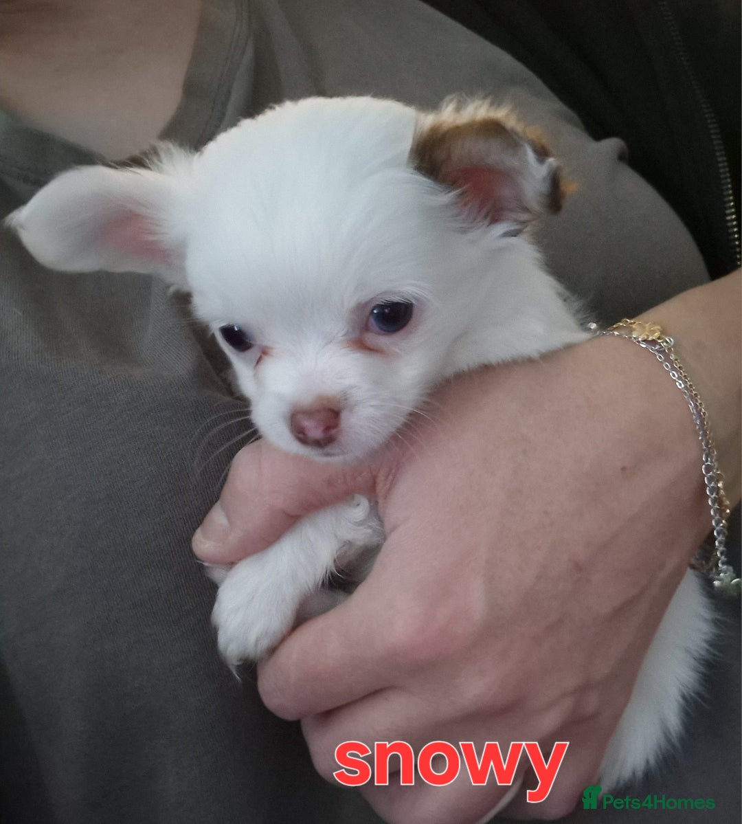 Chihuahua dogs for sale: Chihuahuas puppy's   - Image 16