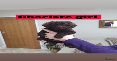 Mini Goldendoodle dogs - Advert 4