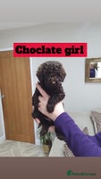 Mini Goldendoodle dogs - Advert 4