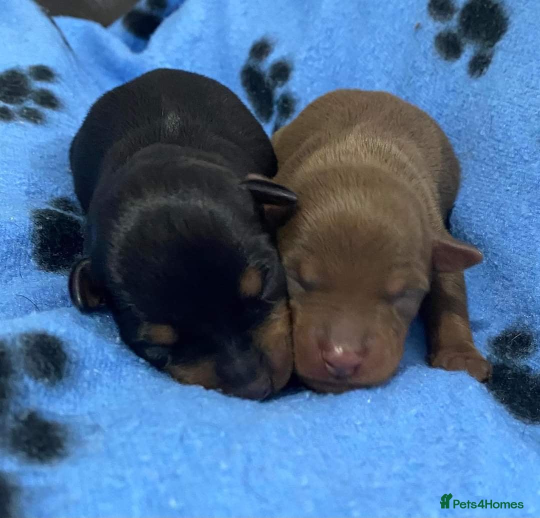 Miniature Pinscher dogs for stud: KC Registered miniature pinscher for stud  in Bolton - Advert 12