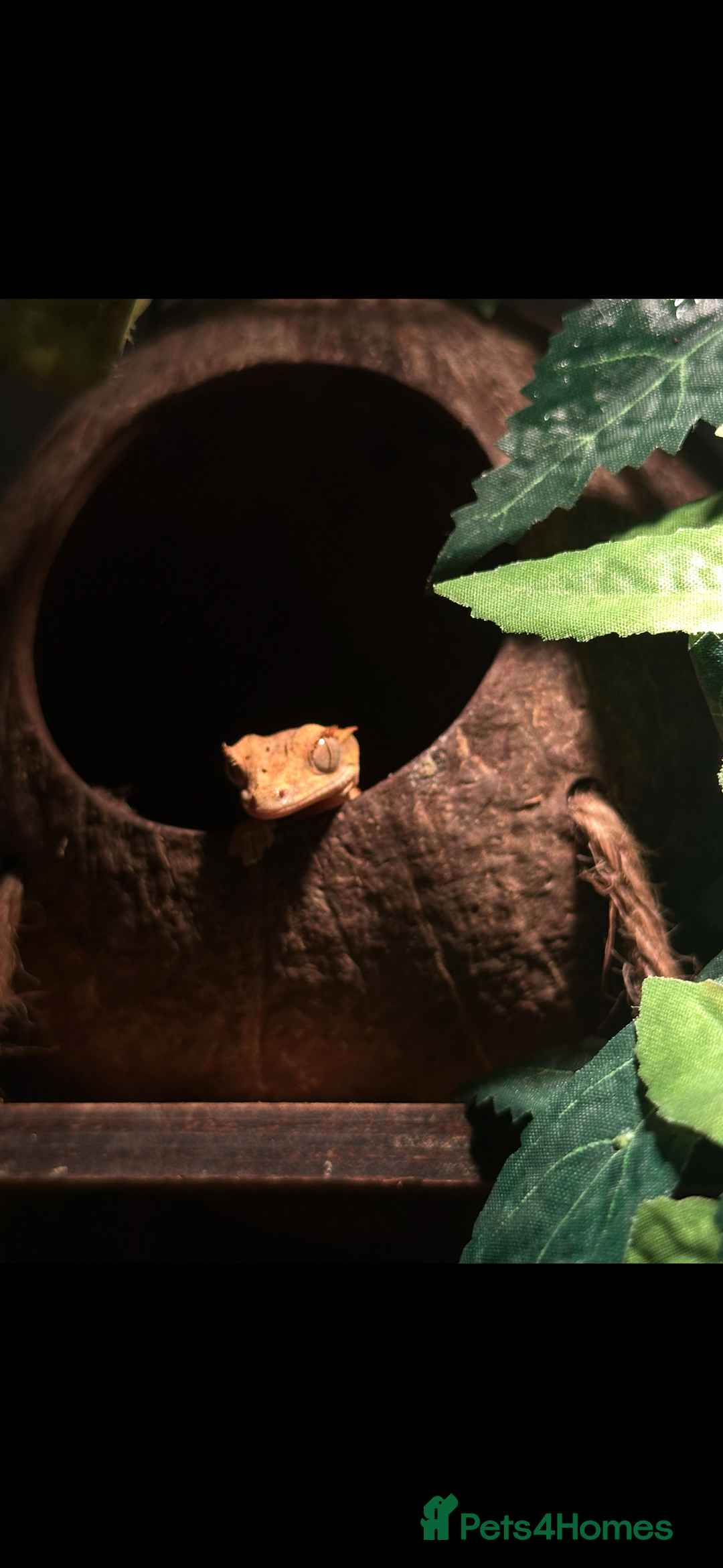 Gecko reptiles for sale: Crested gecko  - Advert 2