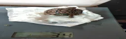Tortoise reptiles for sale: Leopard spotted tortoises - Advert 6