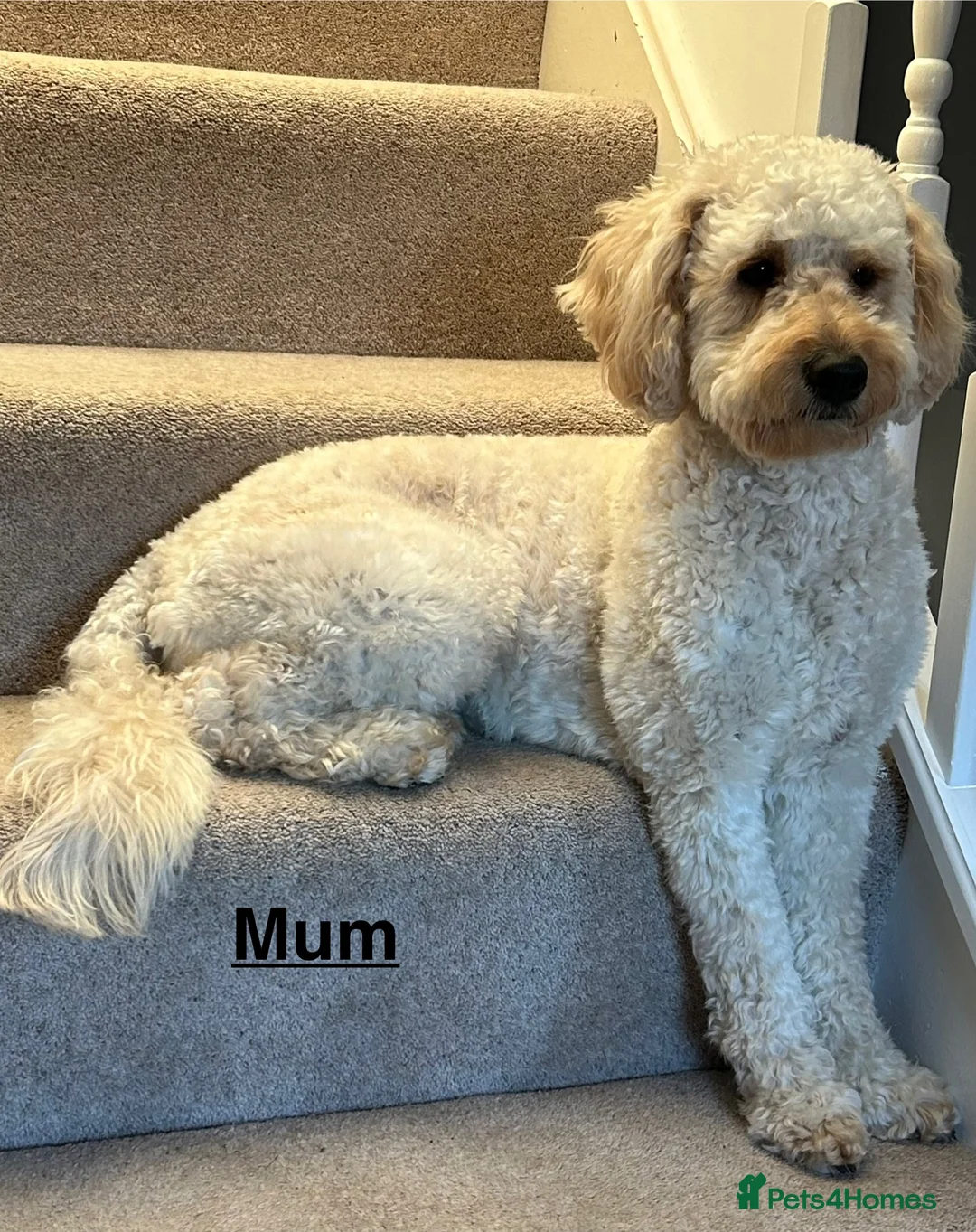 Mixed Breed dogs for sale: Mini Goldendoodle / Aussiedoodle Doubledoodles - Advert 13